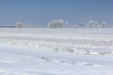 The plowed field in snow in the early spring