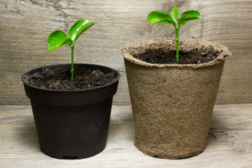 Young green sprout in the pot with the ground on wooden background.