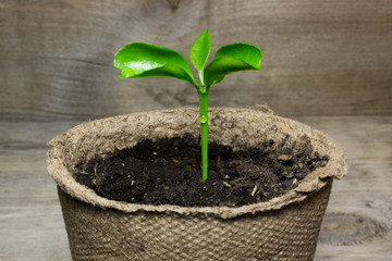Young green sprout in the pot with the ground on wooden background.
