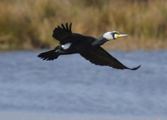 Fototapeta na wymiar Great Cormorant in breeding plumage