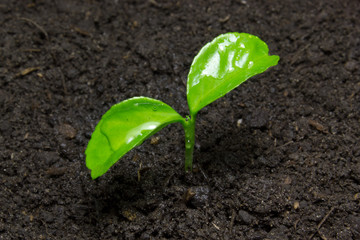 Young green sprout on the soil.
