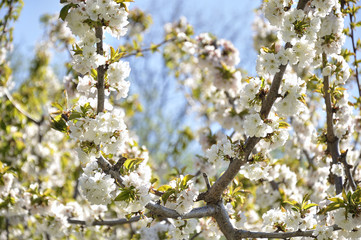 Some branches of the cherry trees in bloom on a spring day