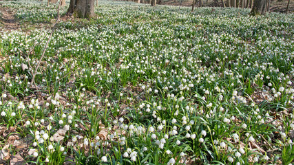 Märzenbecher im Auwald