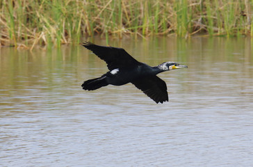 Great Cormorant in breeding plumage