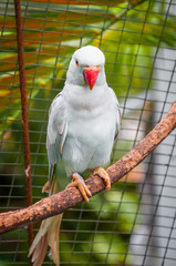 Indian ringneck parakeet parrot sits on a tree branch.