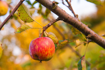 apples on tree