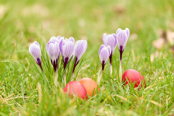 Crocus flowers in green garden