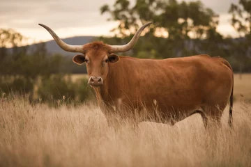 Crédence de cuisine en verre imprimé Vache Longhorn cow in the paddock during the afternoon in Queensland