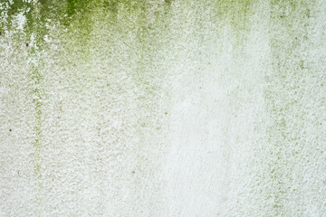 Green algae on old white wall background.