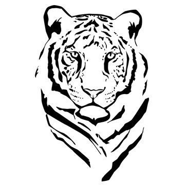 Vector silhouette of tiger.