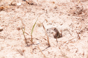 Butterfly Lizard