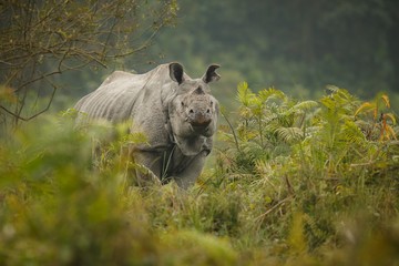 Big endangered indian rhinoceros in Kaziranga National Park/Big endangered indian rhinoceros in Kaziranga National Park