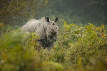 Papier Peint photo Lavable Rhinocéros Big endangered indian rhinoceros in Kaziranga National Park/Big endangered indian rhinoceros in Kaziranga National Park