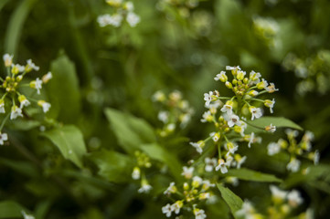 Macro white small flowers