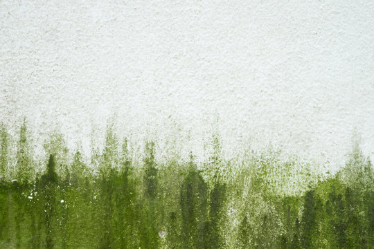 Algae on old white wall background.
