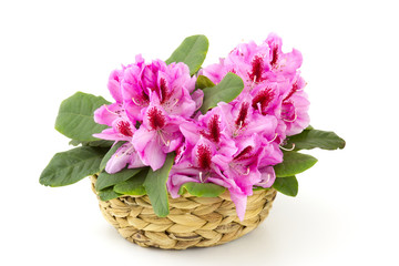 rhododendron in a basket