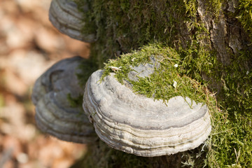Baumpilz