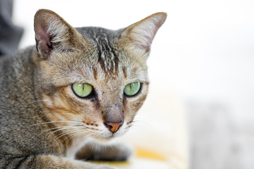 Close up looking cat head.