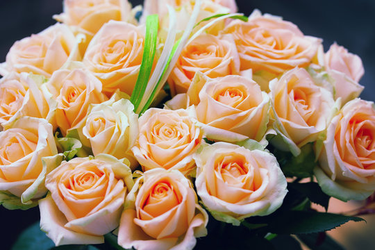 Fototapeta Natural pastel roses background