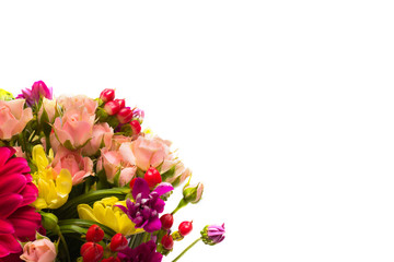 oses , chrysanthemums on a white background , isolated