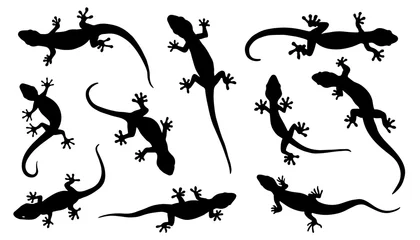 Foto op Plexiglas lizard silhouettes © jan stopka