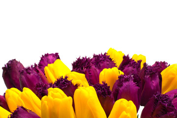 Spring tulips on a white background. Isolated . Purple and yellow tulip . Flowers on Valentine's Day , Mother's Day and March 8