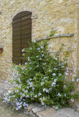 Fototapeta na wymiar old tuscan wall with window and flowers