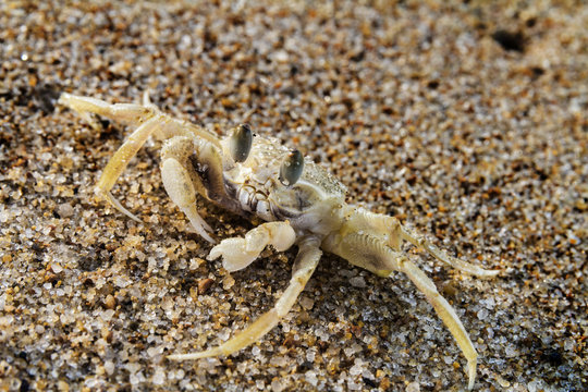 Marine crab on the sand close up