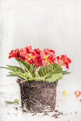 Beautiful primrose with soil on light rustic wooden background, side view. Gardening or flowers potting.