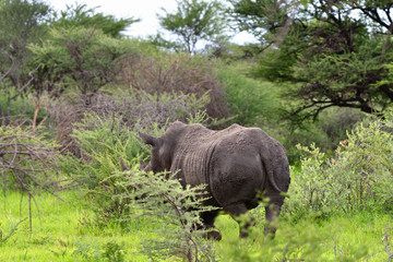 Fototapeta premium White rhino, Namibia