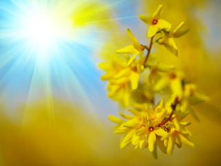 Detail of yellow forsythia blossom