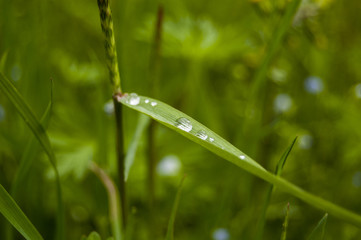 Morning dews on green leaf right