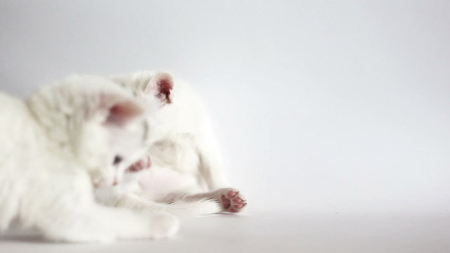 White fluffy kittens are having fun