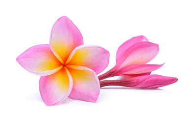 Plumeria flower on white background