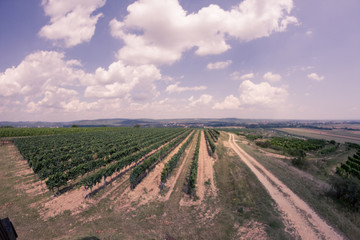 Obraz premium Weingarten 3