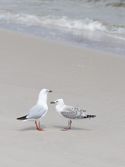 smart gull with nestling on the shore