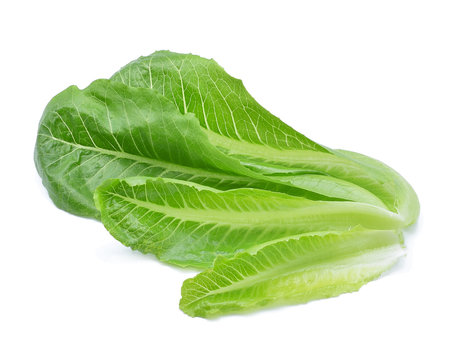 Green cos lettuce leaf on white Background