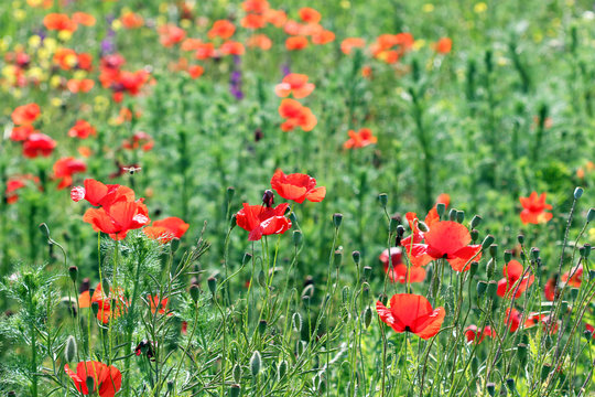 Poppies wildflowers meadow spring season