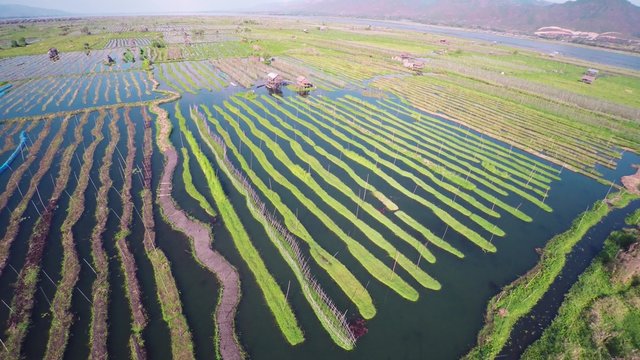 Flying over floating gardens on Inle Lake, Myanmar (Burma), 4k
