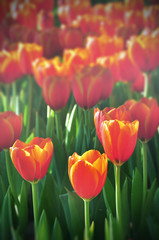 Pattern in nature of colorful flowers tulip filed, selective focus