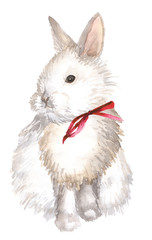 Fototapeta premium white rabbit isolated