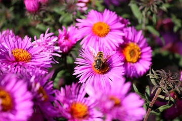 Obraz premium Яркие астры