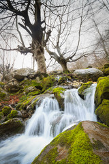 Forest next to waterfalls of the river Ason in the birth of the river, Cantabria, Spain