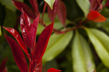 Red Leaf left