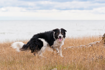 bordercollie utomhus vid havet
