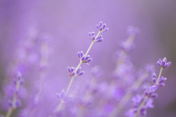 Naklejka premium Lavender