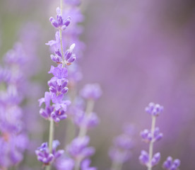 Fototapeta premium Lavender