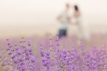 couple in the lavender field
