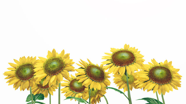 Sonnenblumen isoliert auf weißem Hintergrund