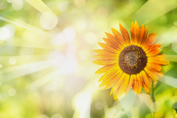 Summer nature background with sunflower , foliage , sun rays and bokeh.